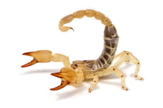 Scorpio maurus palmatus Egypt